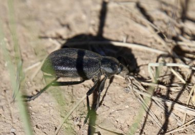 Tres Piedras, New Mexico, ABD: 24 Mayıs 2025 - Pimelia grandis, Kuzey Afrika ve Sahara 'da bulunan koyu renkli bir böcek türüdür. Yetişkinler çiftleşmek için Ocak 'ta ortaya çıkar. (Niyi Fote/Thenews2)