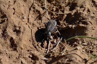 Tres Piedras, New Mexico, ABD: 24 Mayıs 2025 - Pimelia grandis, Kuzey Afrika ve Sahara 'da bulunan koyu renkli bir böcek türüdür. Yetişkinler çiftleşmek için Ocak 'ta ortaya çıkar. (Niyi Fote/Thenews2)