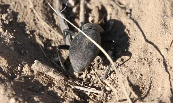Tres Piedras, New Mexico, ABD: 24 Mayıs 2025 - Pimelia grandis, Kuzey Afrika ve Sahara 'da bulunan koyu renkli bir böcek türüdür. Yetişkinler çiftleşmek için Ocak 'ta ortaya çıkar. (Niyi Fote/Thenews2)