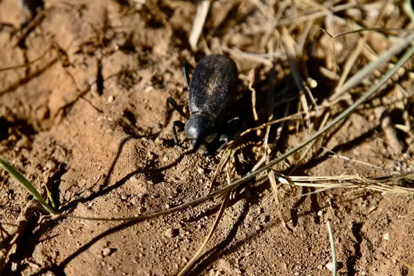 Tres Piedras, New Mexico, ABD: 24 Mayıs 2025 - Pimelia grandis, Kuzey Afrika ve Sahara 'da bulunan koyu renkli bir böcek türüdür. Yetişkinler çiftleşmek için Ocak 'ta ortaya çıkar. (Niyi Fote/Thenews2)