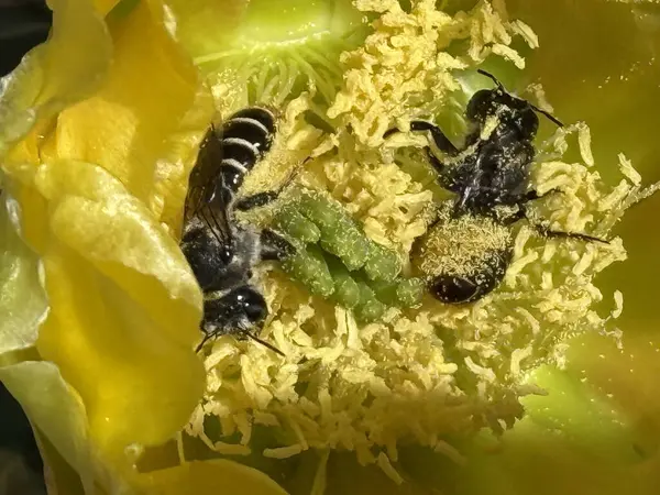 28 Mayıs 2025, Albuquerque, New Mexico, ABD: Albuquerque, New Mexico, New Mexico 'nun en büyük şehri, yüksek çölde yer almaktadır. Modern şehir merkezi, eski şehir albuquerque (niyi fote / theenews2) ile çelişmektedir.)