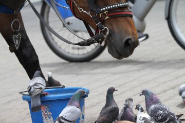 8 Haziran 2025, New York, ABD: Güvercinler Central Park 'ta bir kovada yemek için bir atla kavga ederken görülüyor. (niyi fote\ theenews2)          