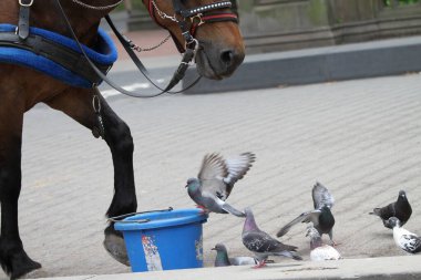 8 Haziran 2025, New York, ABD: Güvercinler Central Park 'ta bir kovada yemek için bir atla kavga ederken görülüyor. (niyi fote\ theenews2)          