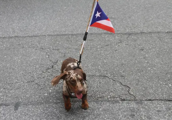 8 Haziran 2025, New York, ABD: 2025 yılında New York 'ta düzenlenen ulusal Porto Riko Günü geçidi (8). Geçit töreni güzergahı 44. caddeden 79. caddeye kadar takip etti (niyi fote / the new ws2)