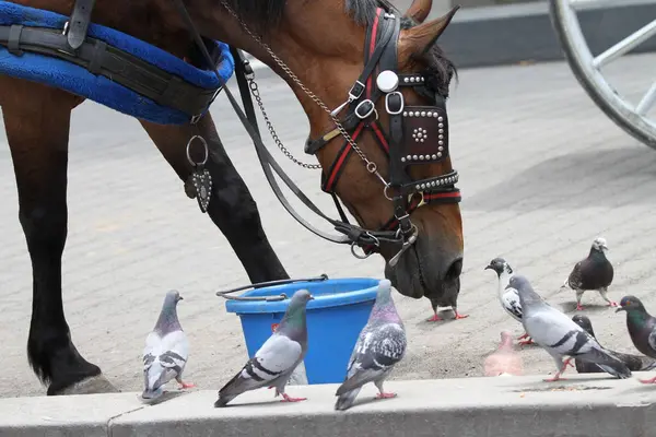 8 Haziran 2025, New York, ABD: Güvercinler Central Park 'ta bir kovada yemek için bir atla kavga ederken görülüyor. (niyi fote\ theenews2)          