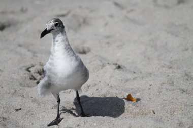 Hollywood plajında uçan amfibik bir uçak görülürken gülen martılar görülüyor. 15 Haziran 2025, Miami, Florida, ABD: Miami 'deki Hollywood plajında uçan amfibi uçaklar görüldü. (niyi fote / the new ws2)