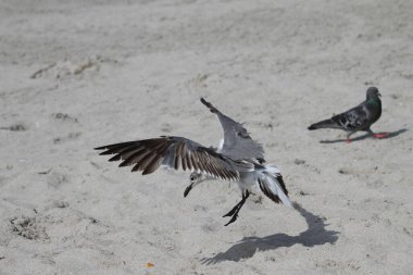 Hollywood plajında uçan amfibik bir uçak görülürken gülen martılar görülüyor. 15 Haziran 2025, Miami, Florida, ABD: Miami 'deki Hollywood plajında uçan amfibi uçaklar görüldü. (niyi fote / the new ws2)