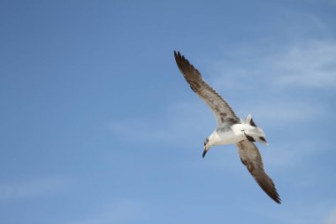 Hollywood plajında uçan amfibik bir uçak görülürken gülen martılar görülüyor. 15 Haziran 2025, Miami, Florida, ABD: Miami 'deki Hollywood plajında uçan amfibi uçaklar görüldü. (niyi fote / the new ws2)