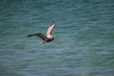 Güney sahili rıhtım noktası. 17 Haziran 2025, Miami, Florida, ABD: çocuklar da dahil olmak üzere yüzücülerin temiz suda yüzebileceği, piknik yapabileceği, spor yapabileceği, (niyi fote / theenews2)