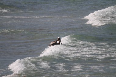 Güney sahili rıhtım noktası. 17 Haziran 2025, Miami, Florida, ABD: çocuklar da dahil olmak üzere yüzücülerin temiz suda yüzebileceği, piknik yapabileceği, spor yapabileceği, (niyi fote / theenews2)