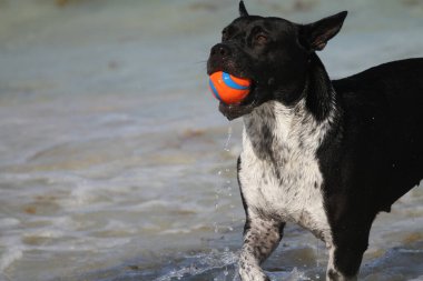 Güney sahili rıhtım noktası. 17 Haziran 2025, Miami, Florida, ABD: çocuklar da dahil olmak üzere yüzücülerin temiz suda yüzebileceği, piknik yapabileceği, spor yapabileceği, (niyi fote / theenews2)