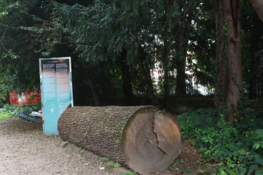 Milan (İtalya), 3 Ekim 2025 - Giardino di Villa Reale, 18. yüzyılın sonunda, konağın Kont Ludovico Barbiano di Belgioioso tarafından işgal edildiği dönemde bile, ormana gömüldü. (Edson de souza 2nci bölüm))        