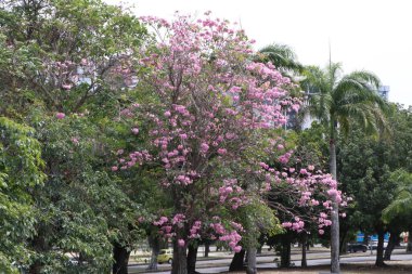 Rio de Janeiro (RJ), 10 / 03 / 2025 - Rio 'nun güney bölgesindeki Flamengo Fıçı' da çiçek açan ağaçlar görülüyor. Bahar 