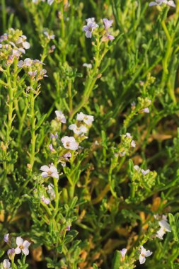 Deniz turpu veya deniz roketi (Cakile maritima) kıyıların kumlarında, organik madde bakımından zengin olarak yetişir.