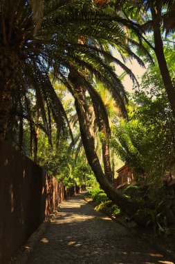 Tacoronte. Tenerife. İspanya. Yeşillik, Hamilton Parkı 'nın yanındaki kaldırımlı yolu kaplıyor..