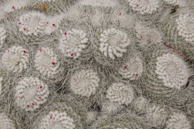 Dikenleri ve küçük kırmızı çiçekleri görebileceğiniz kaktüs arka planı