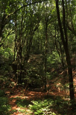 La Piedra Encantada (Büyülü Taş). Garajonay ormanının derinliklerinde büyülü bir yer. La Gomera, Kanarya Adaları