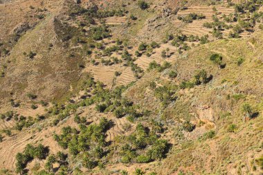 La Gomera Adası Kanarya Adaları 'ndaki en görkemli palmiye ağaçlarının bazılarına ev sahipliği yapar.