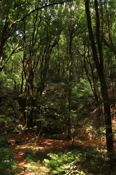 魔法石 Piedra Encantada 一个神奇的地方在Garajonay森林深处 加那利群岛La Gomera — 图库照片