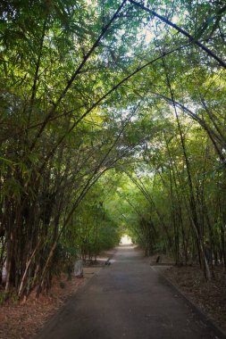 Santa Cruz de Tenerife 'deki Garca Sanabria Parkı' nda bambu ayaklarının altında yürü. Bu park 1926 yılında inşa edilmiştir ve Kanarya Adaları 'ndaki en büyük şehir parkıdır.