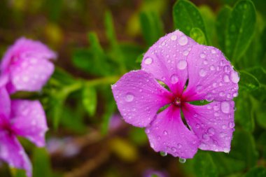 Sonbaharın ilk yağmurunu alan periwinkle çiçekleri yüzeylerinde güzel damlalar oluşturur.