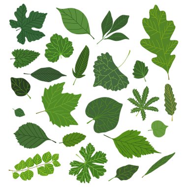 Yeşil yaprakların vektör kümesi