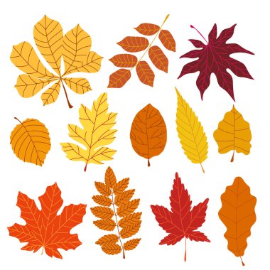 Sonbahar yaprakları sarı ve kırmızı renklerde vektör kümesi