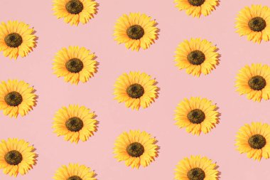 Pembe arka planda ayçiçekleri ayarla. Desen.