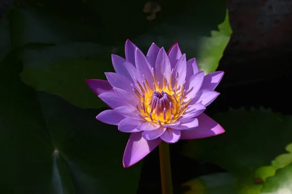 Close Shot Blue Lotus Egyptian Dream Flower — Stock Photo, Image
