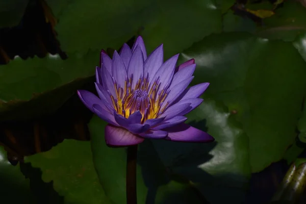 Saplı Mavi Nilüfer Çiçeğini Yakın Çekim — Stok fotoğraf