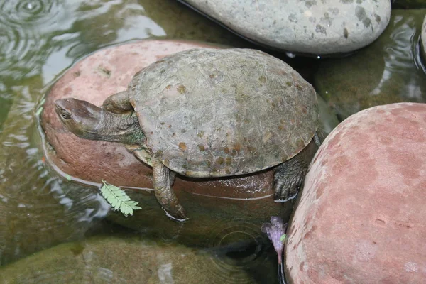 Großaufnahme Von Schildkröte Auf Stein Gesprenkelten Grauen Felsen Teich Das — Stockfoto