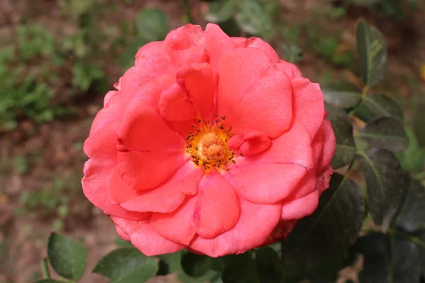 Közel Egy Rózsa Teljes Virágzatú Gyönyörű Rózsaszín Narancs Virág Növény — Stock Fotó
