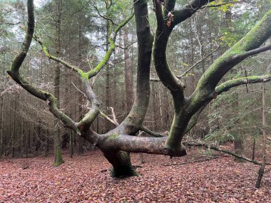 Sonbaharın sonlarında Thetford East Anglia uk 'ta ağaçlık alanda büyüyen ağaç gövdesi ve dalları olan büyük, eski ve çıplak ağaca yakın bir yerde yapraklar yetişiyor ve arka planda ağaçlar büyüyor.