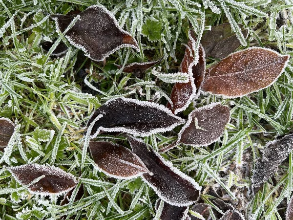 Close up of frozen garden lawn with dried brown leaves covered in white layer of beautiful frost ice and light snow sprinkle in Winter icy season in organic allotment country garden flat lay view