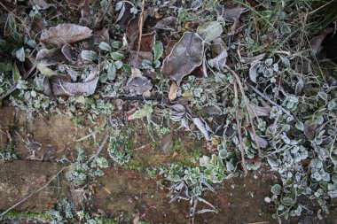 Close up of frost on reclaimed antique brick path in beautiful rural country organic garden the frozen white ice crystals on leaves moss lichen and grass on ground Winter icy landscape flat lay view