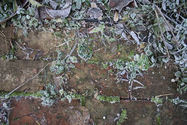 Close up of frost on reclaimed antique brick path in beautiful rural country organic garden the frozen white ice crystals on leaves moss lichen and grass on ground Winter icy landscape flat lay view