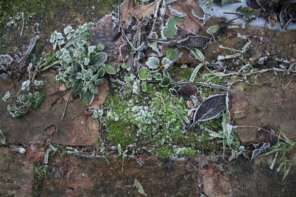 Close up of frost on reclaimed antique brick path in beautiful rural country organic garden the frozen white ice crystals on leaves moss lichen and grass on ground Winter icy landscape flat lay view