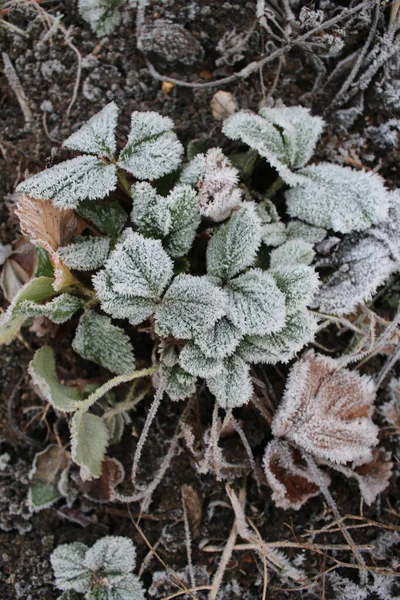 Close up of frozen leaves early cold morning in Winter ice white on ground frost coating the growth  in a domestic vegetable organic garden icy pattern on green foliage of strawberry plants flat lay