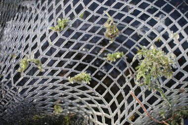 Close up pattern of icicles in freezing weather frozen white particles on metal wire mesh cover for garden pond in square and diamond shapes of texture hard water in extreme temperature Winter 