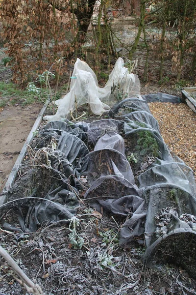 Garden Winter landscape in freezing frost in organic vegetable allotment garden with cloche nets peaks white with frozen ice covering plants in raised beds with hard icy soil earth and gravel paths