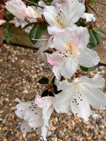 在成熟的灌木上 杜鹃绽放着紧密的花朵 在绿色 健康的叶子 有机的乡村花园的背景下 绽放着巨大的白色粉红的传粉花瓣 — 图库照片