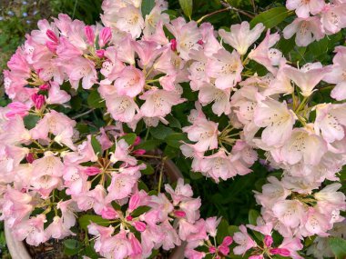 Rhododendron 'un kapakları olgun çalıların üzerinde çiçek açar, büyük pembe tozlaştırıcı yapraklarla çiçek açar yeşil sağlıklı yaprakların arka planında organik ülke bahçeleri yaz günü ışığı 