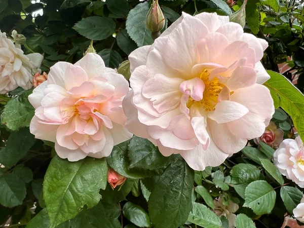 在英国乡村的有机花园 夏日里 美丽的历史红玫瑰 花瓣芬芳 花朵绽放 背景为绿色健康的灌木 — 图库照片