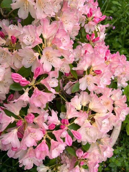 Цвіт Рододендрона Зрілому Кущі Квітка Великими Білими Пелюстками Рожевого Запилювача — стокове фото