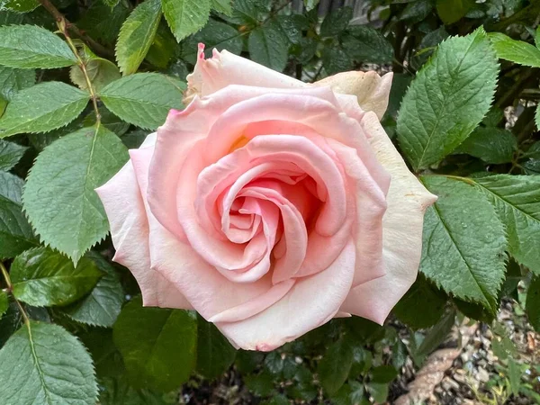 Rózsaszín Fehér Rózsa Kertben Közelkép Zöld Buja Egészséges Levelek Virág — Stock Fotó