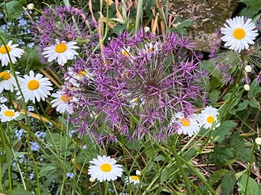Beyaz sarı papatyalarla bembeyaz papatyalarla bembeyaz çiçeklerle ve yeşil bitki yapraklarıyla bembeyaz bir çiçek yatıyordu ve yaz güneşi altında organik kır bahçesinde tamamen çiçeklenmişti.