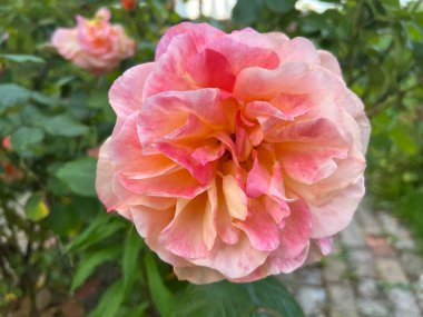 Güzel pembe gül, narin taç yaprakları ve çiçek desenli parfümle yaz mevsiminde yeşil çalıların arka planında İngiliz organik bahçesinde yapraklar olacak.