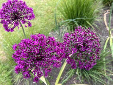 Alium çiçeğinin başlarını kapatarak, güzel mor yuvarlak bitki tohumu tohumu tomurcukları, doğal yaz günışığında yeşillik ve yabani otlarla dolu organik bahçe sınırında tamamen çiçek açar. 