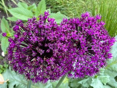 Alium çiçeğinin başlarını kapatarak, güzel mor yuvarlak bitki tohumu tohumu tomurcukları, doğal yaz günışığında yeşillik ve yabani otlarla dolu organik bahçe sınırında tamamen çiçek açar. 