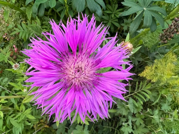 Güzel Centaurea siyanus çiçeğinin başını parlak, canlı pembe, yemyeşil yaprakların arasında dikenli yapraklar olan organik kır bahçesi ortamında çiçek bahçesinde arka planda tutun.